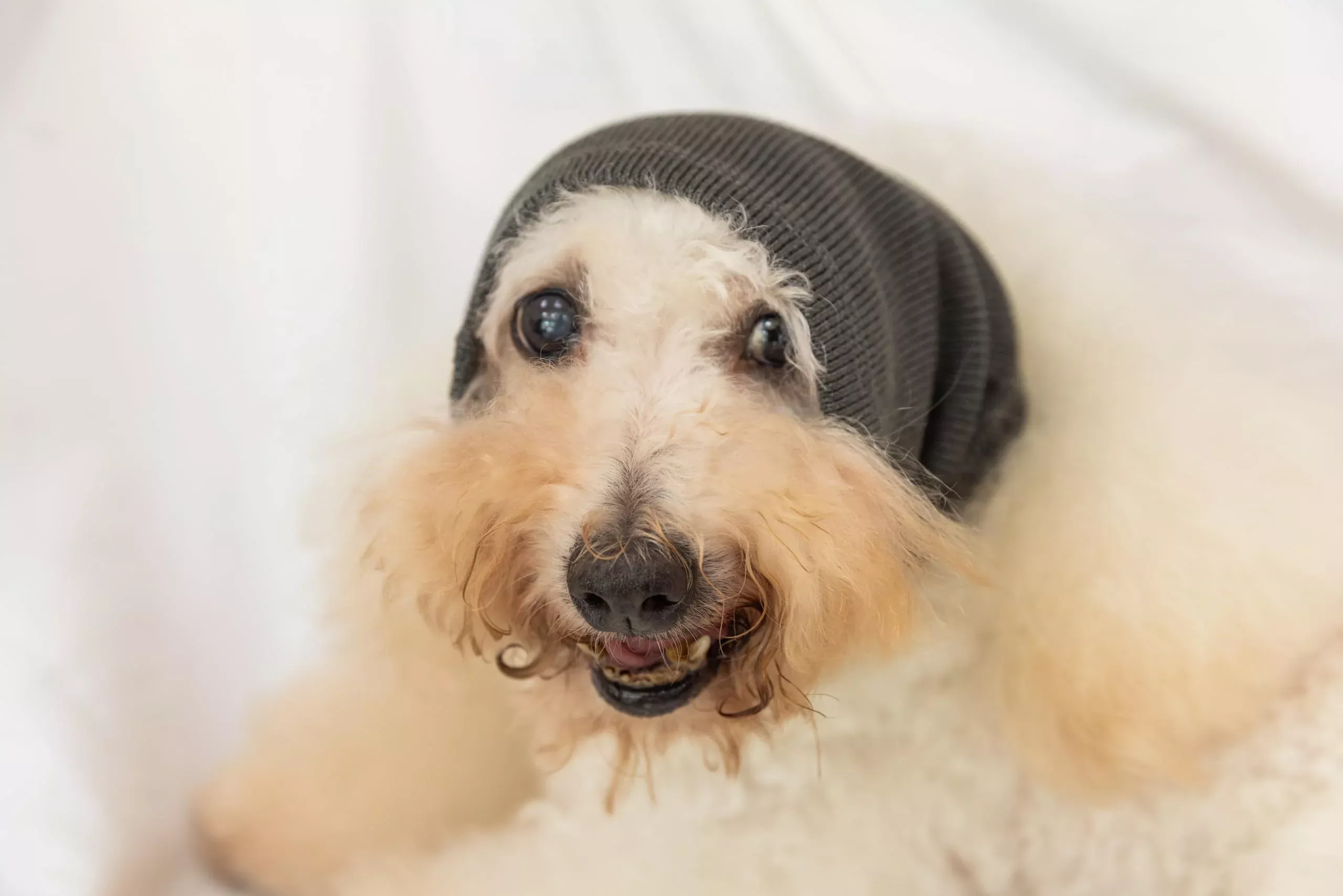 DDFS Dog Noise Cancelling Ear Muffs Protectors Ear Wrap Quiet Headphones for Dogs Grey M